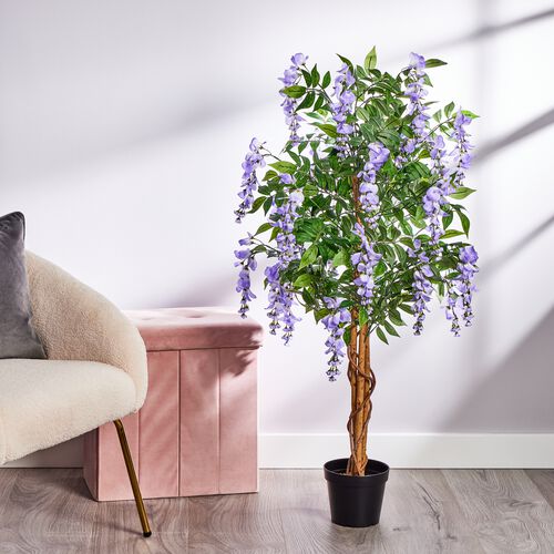 abelia variegata Abelia variegata confetti (Vaso  18cm)