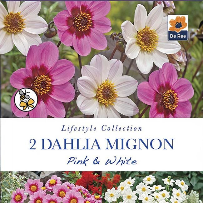 Dahlia Mignon Pink & White Flower Bulbs - 2 Pack