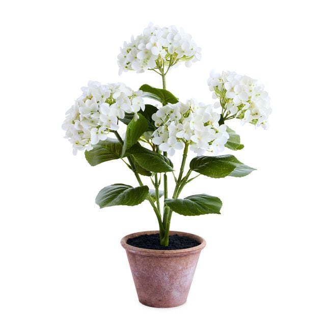 55CM WHITE Hydrangea In Pot 
