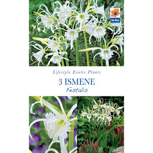 Ismene Festalis Flower Bulbs - 3 Pack