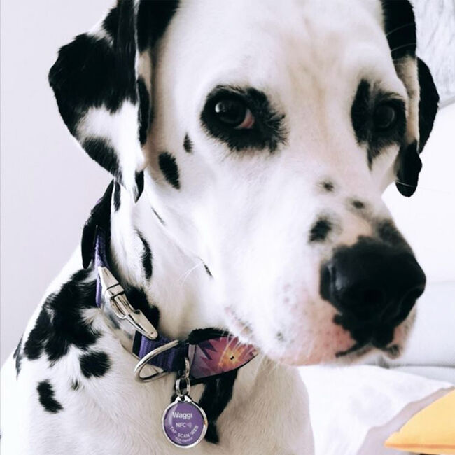 Waggi Pet Finder Smart ID Tag