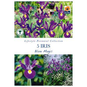 Iris Blue Magic Flower Bulbs - 5 Pack