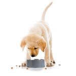 Salter Pet Bowl Scale