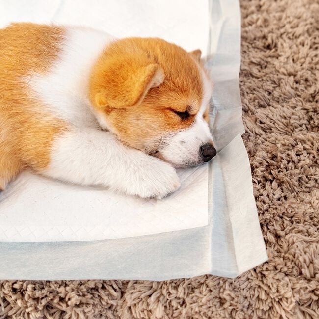 Puppy Training Pads 20 Packs