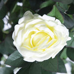 Artificial White Rose Tree 1.2m