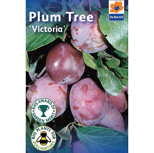 Victoria Plum Tree