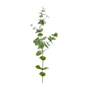 Eucalyptus Spray Green 88cm