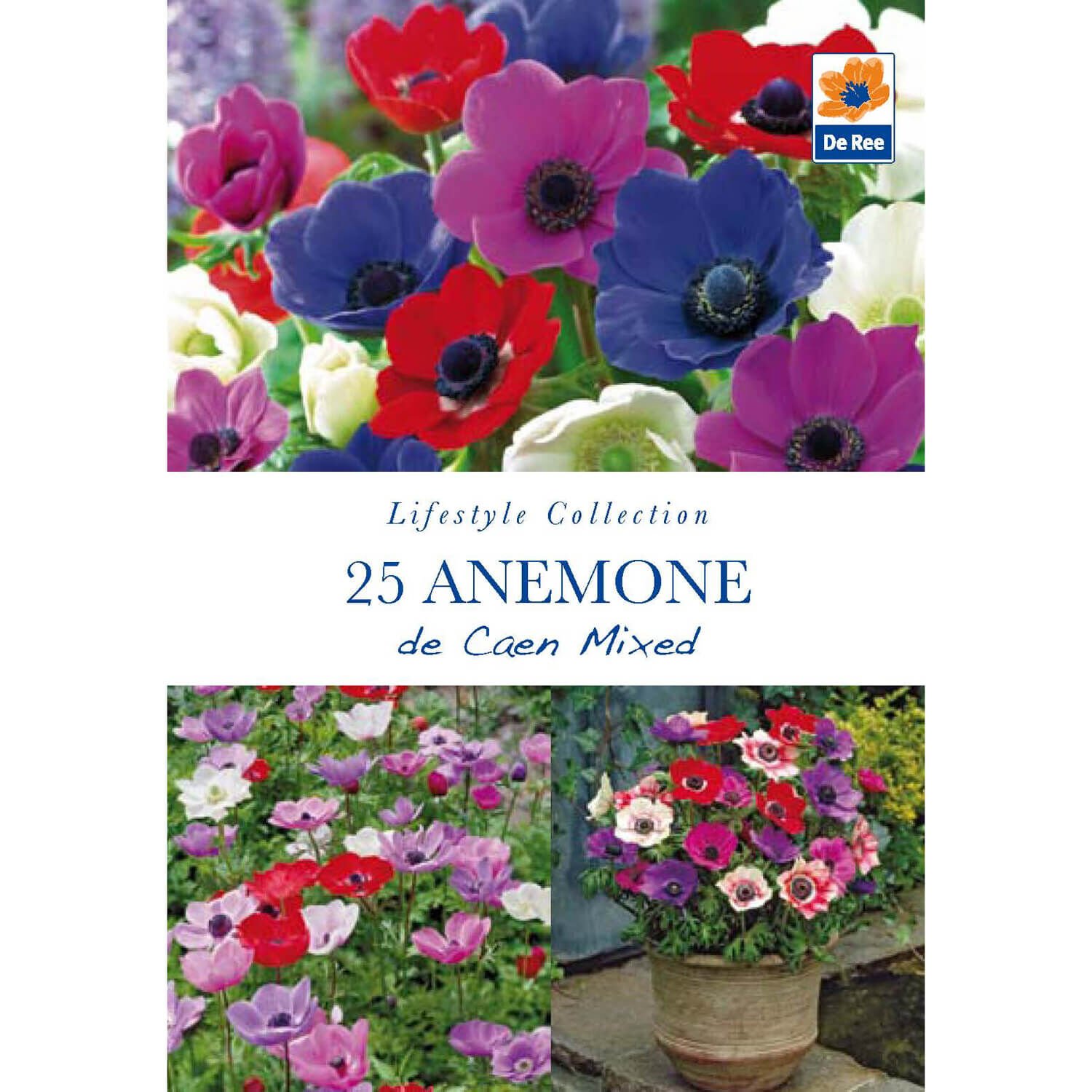 Anemone De Caen Mixed Flower Bulbs