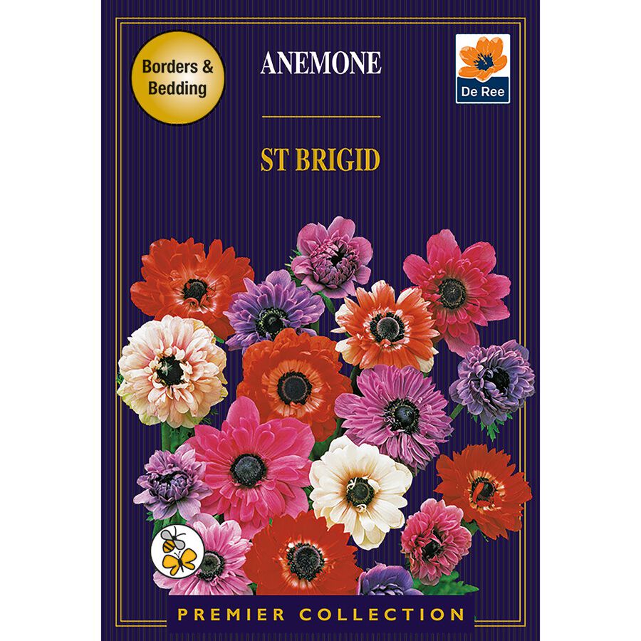 Anemone St Brigid