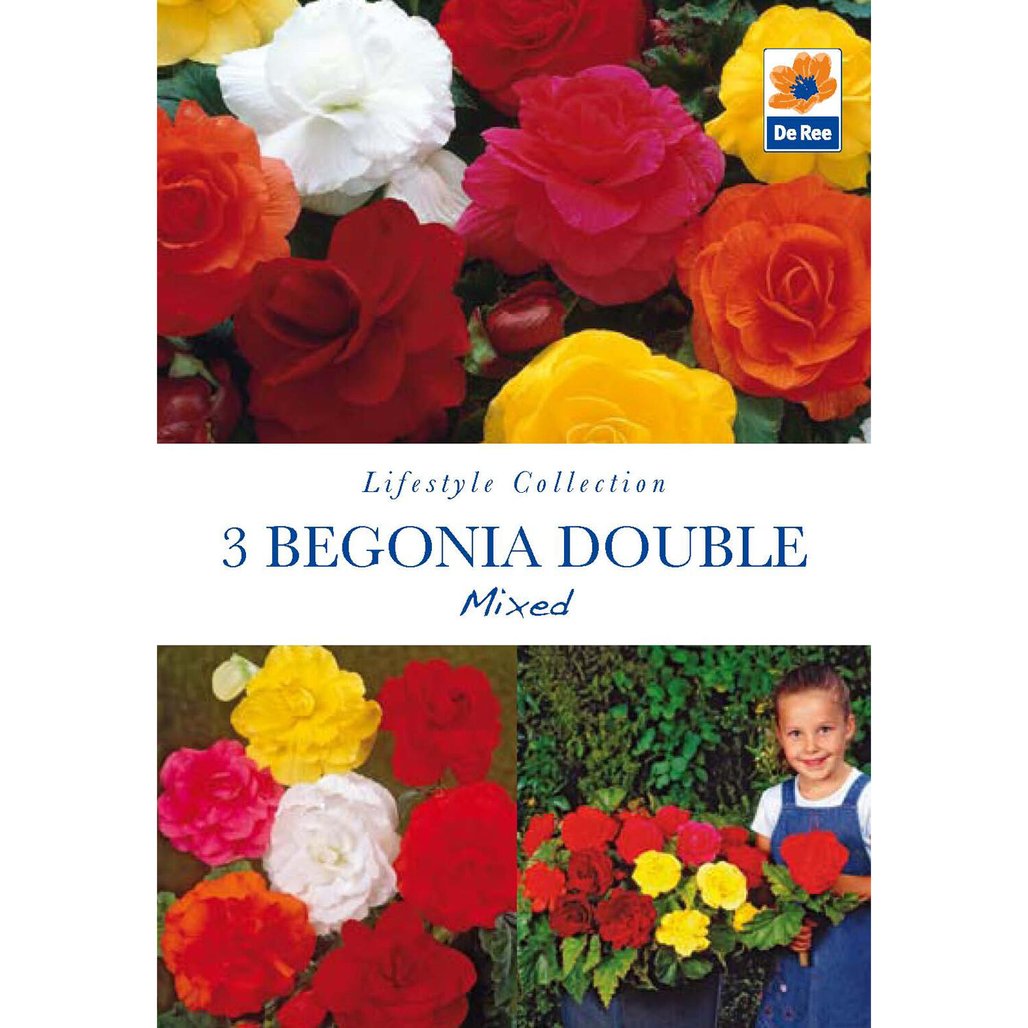 Begonia Double Mixed Flower Bulbs