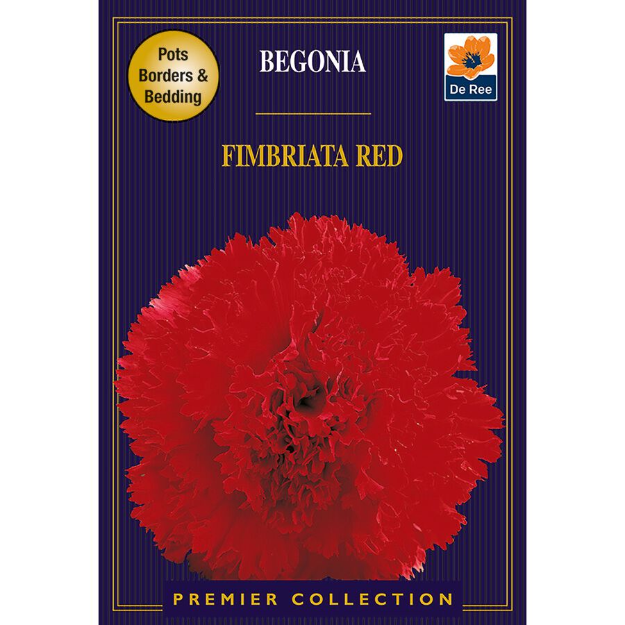 Begonia Fimbriata Red