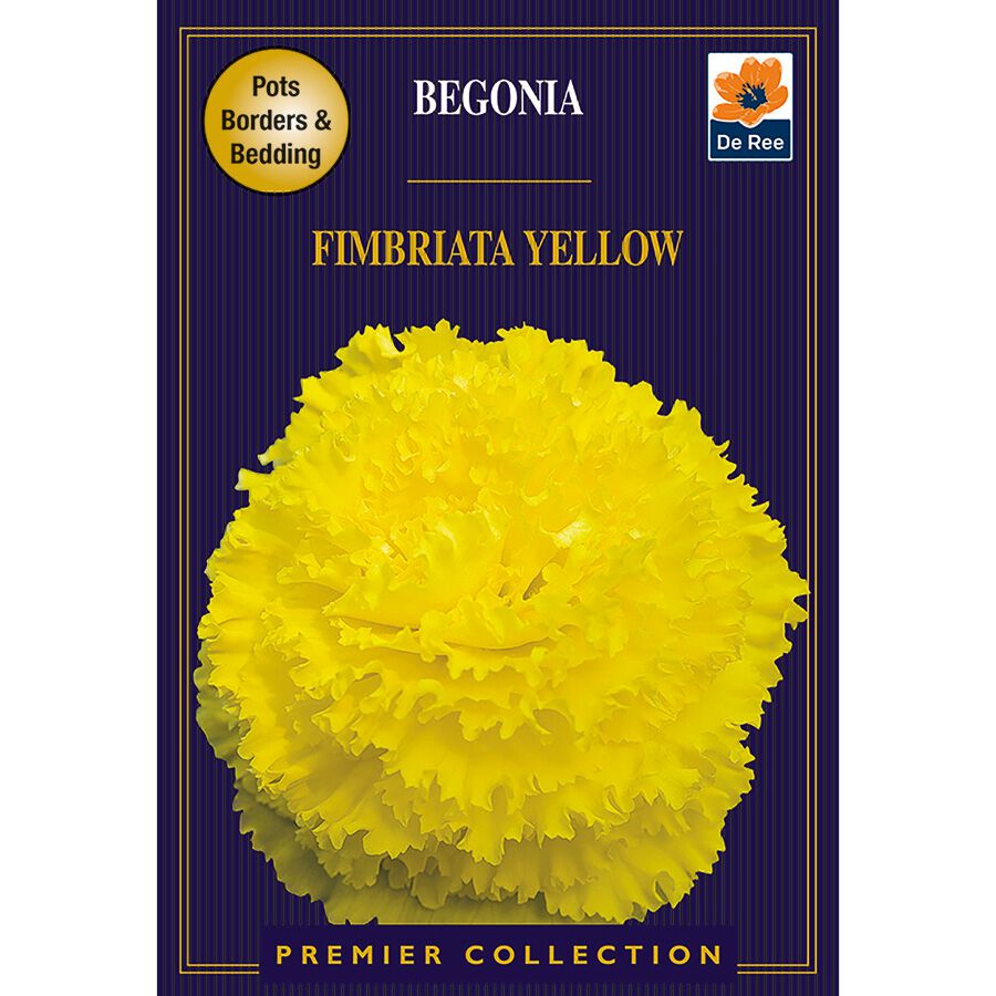 Begonia Fimbriata Yellow Flower Seeds