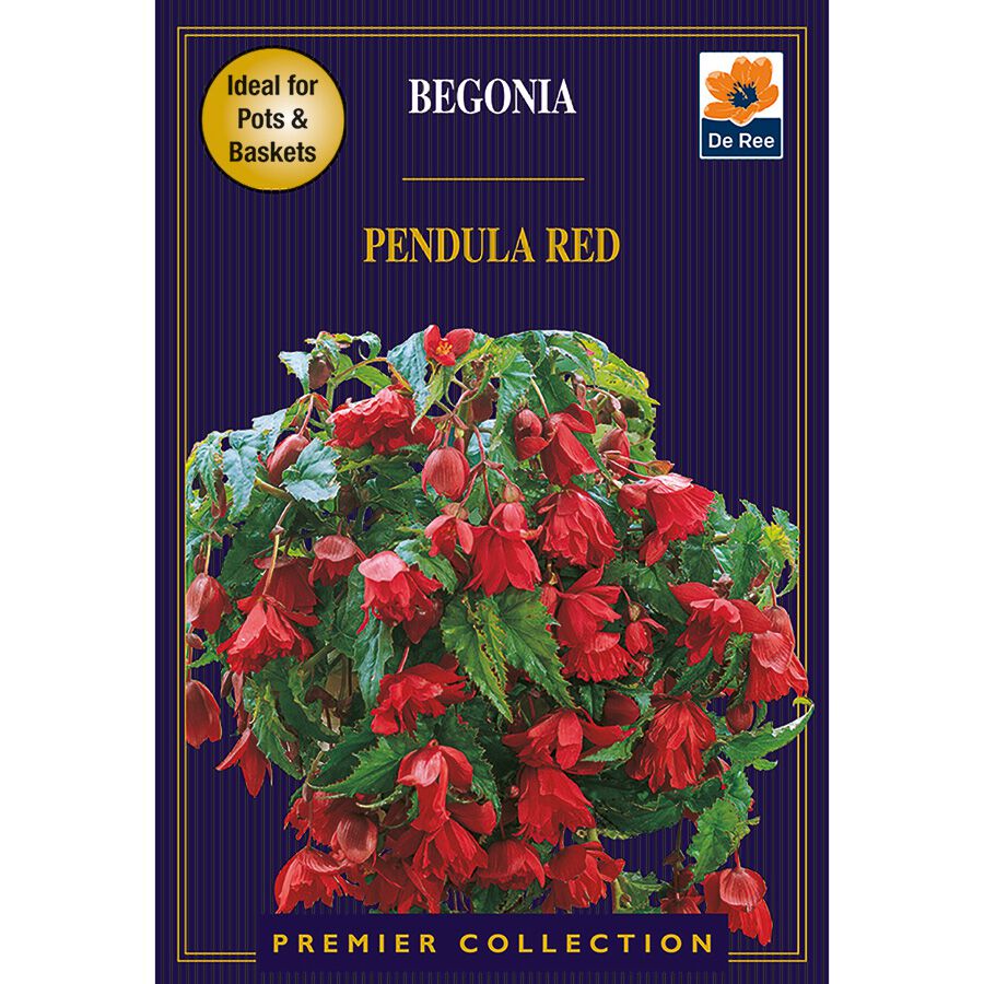 Begonia Pendula Red