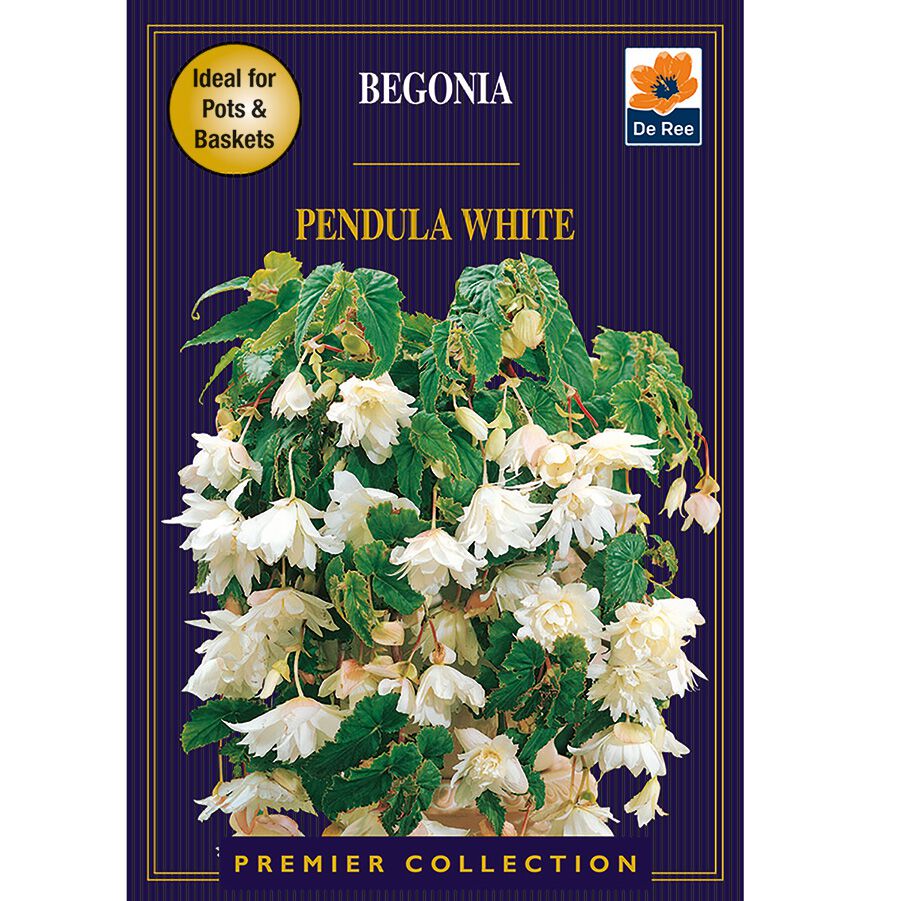 Begonia Pendula White