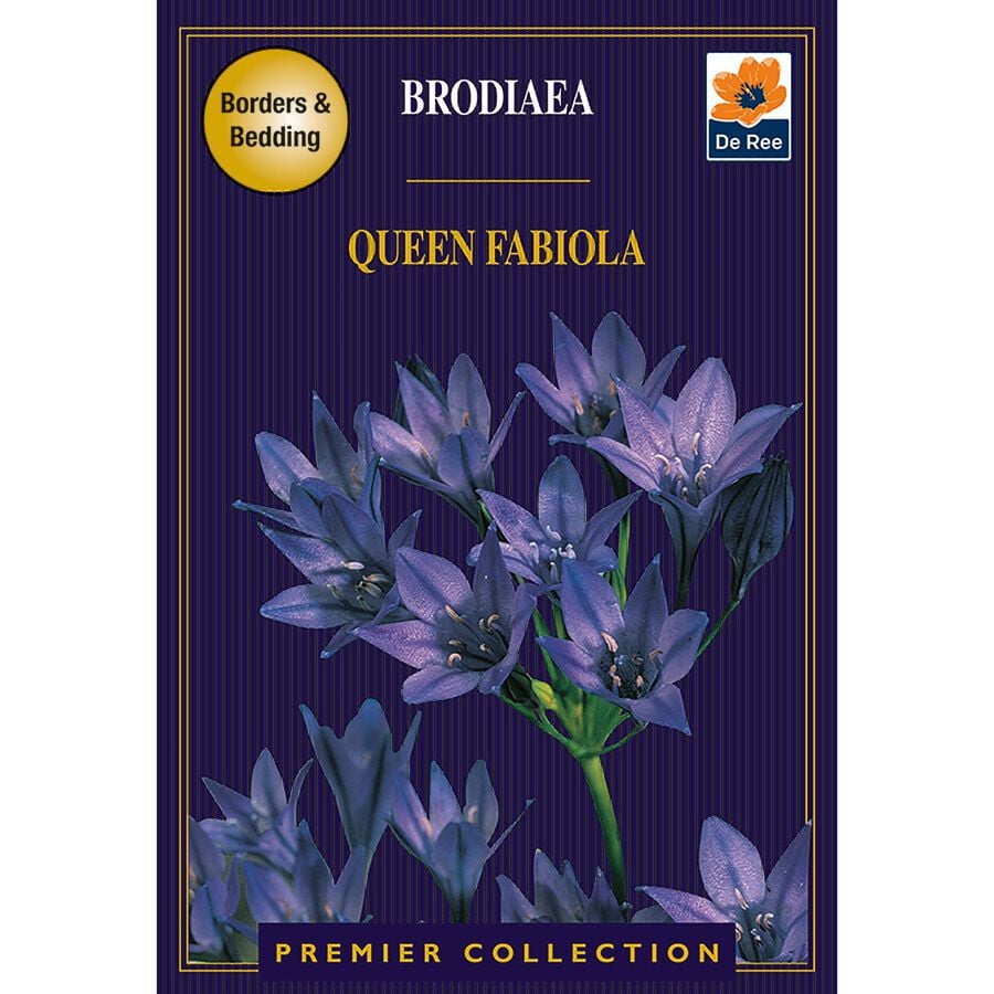 Brodiaea Queen Fabiola