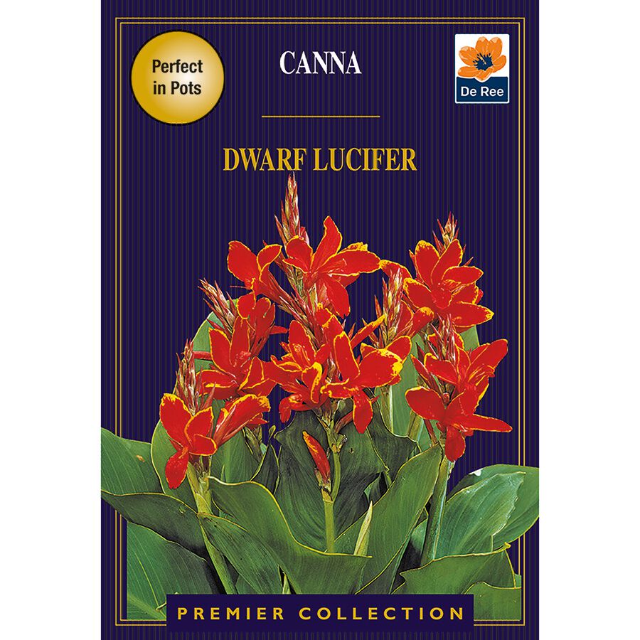 Canna Dwarf Lucifer