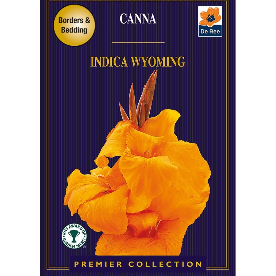 Canna Indica Wyoming