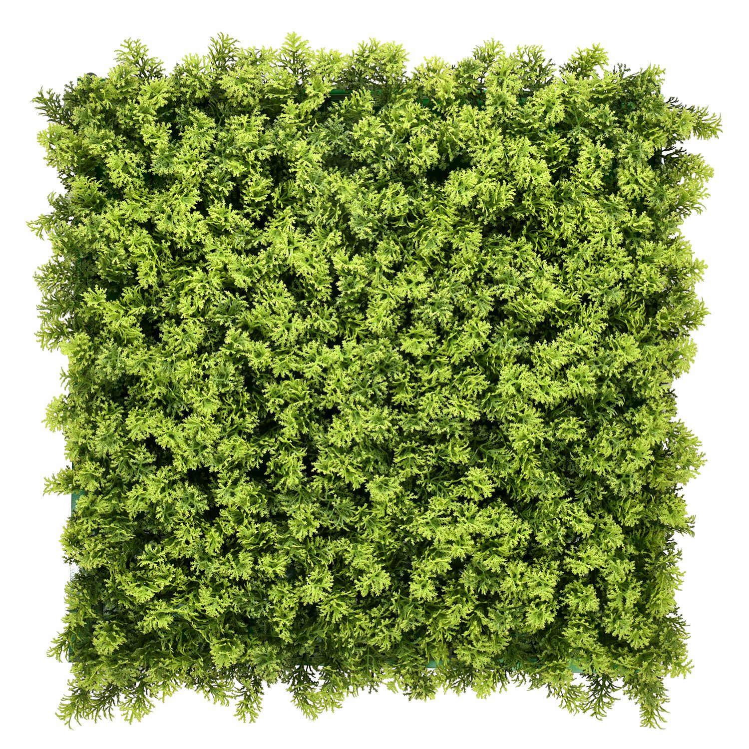 Cordata Leaf Wall Panels 1m x 1m