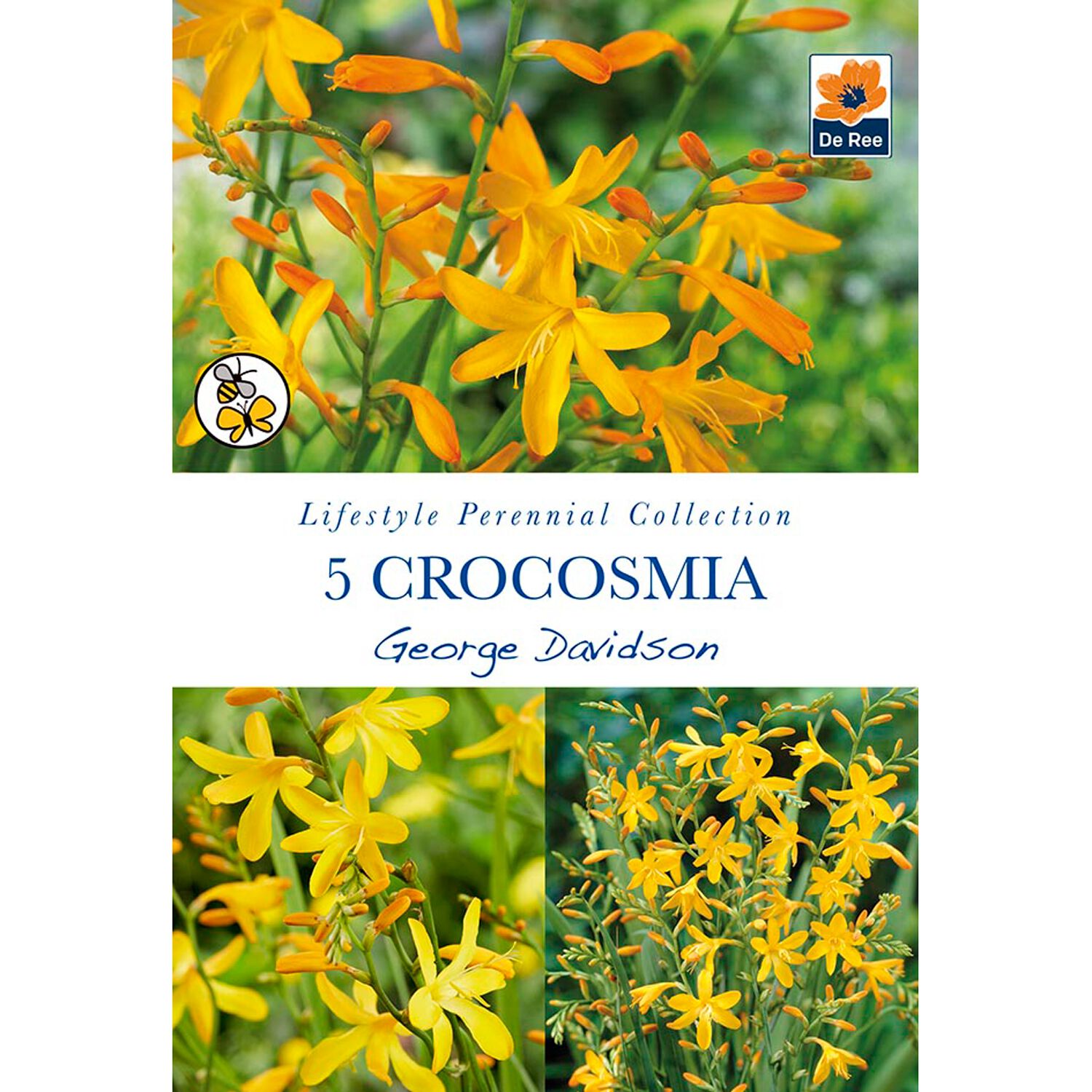 Crocosmia George Davidson