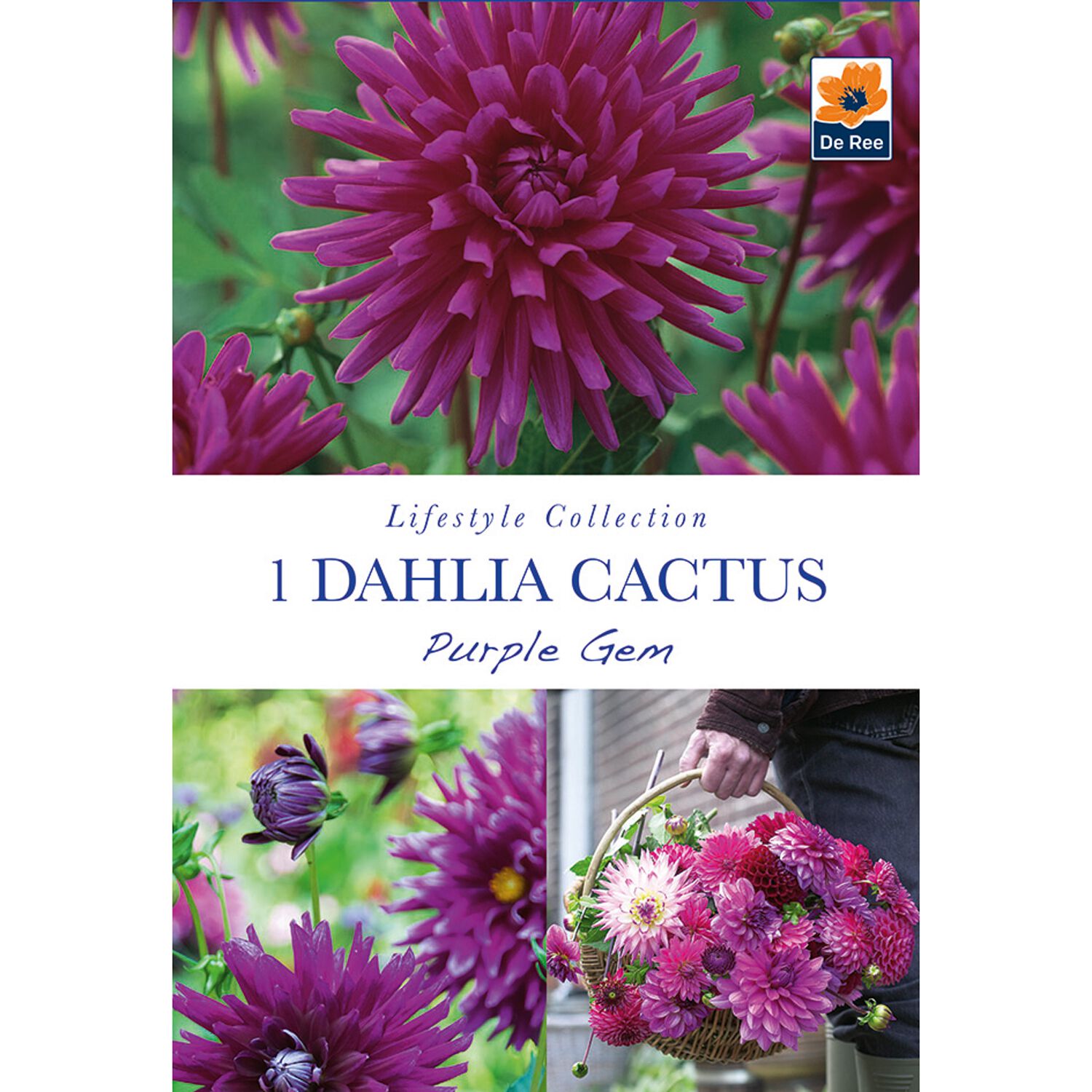 Dahlia Cactus Purple Gem