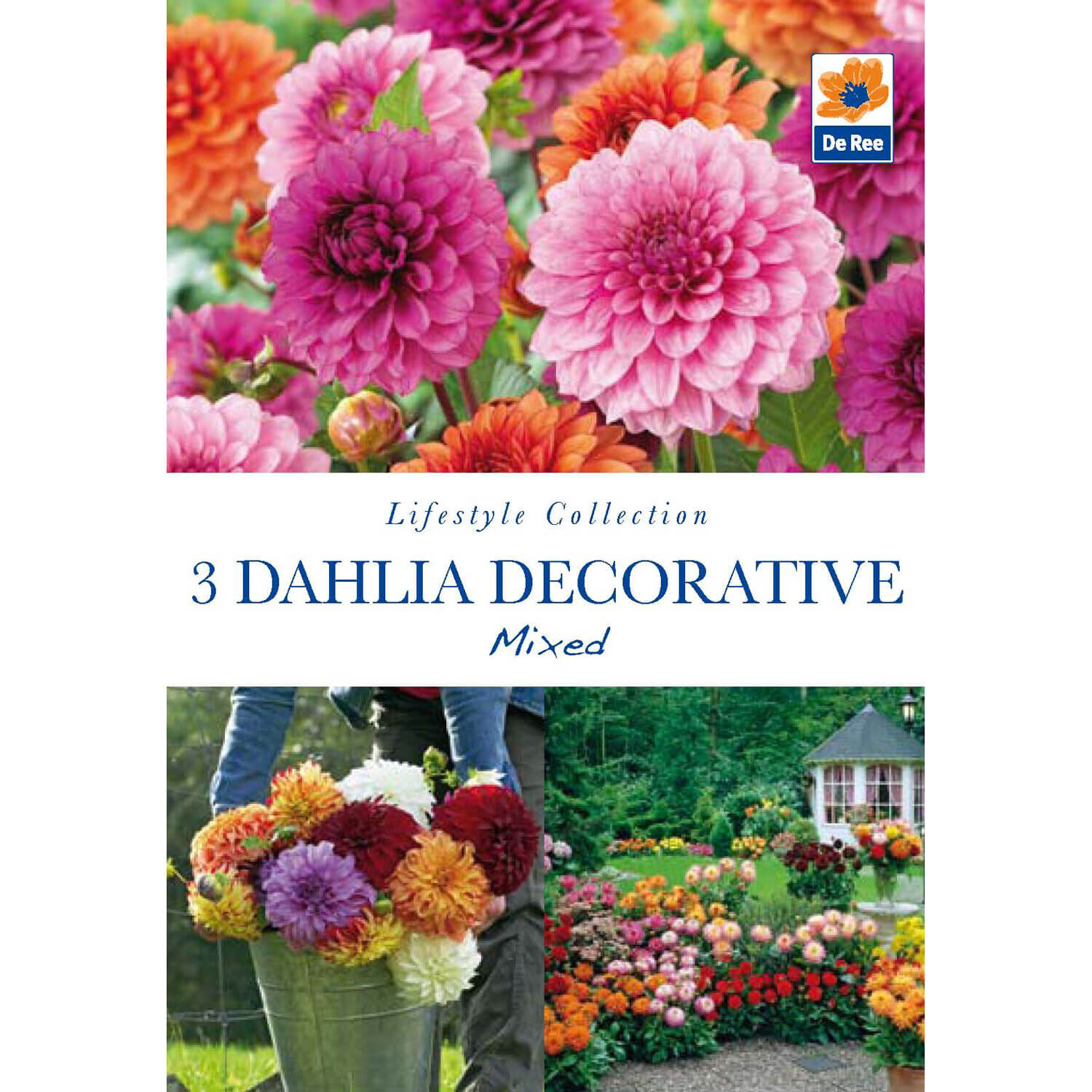 Dahlia Decorative Mixed Flower Bulbs