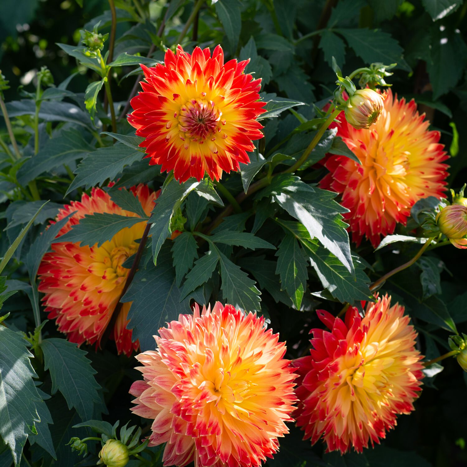 Dahlia Decorative Procyon