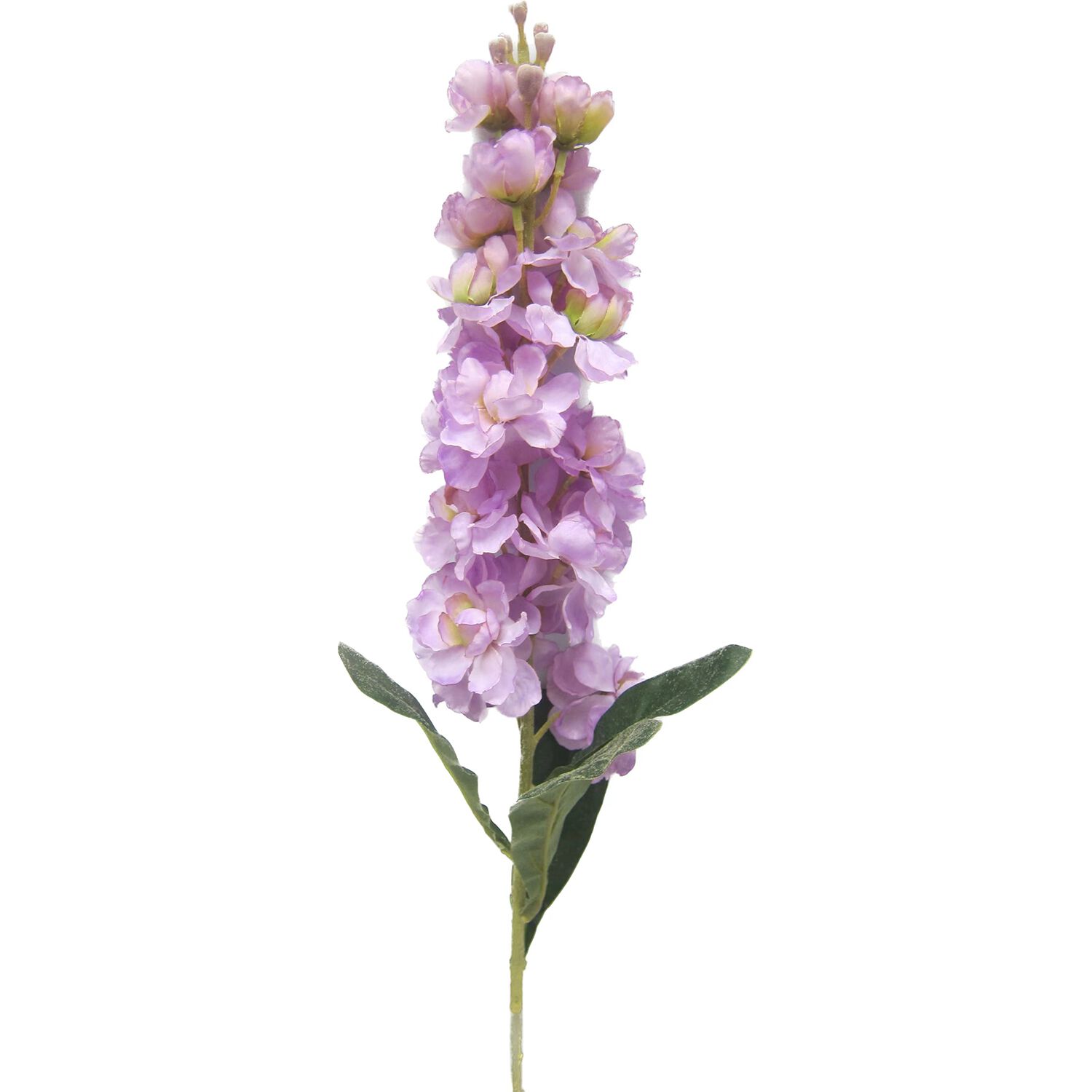 DELPHINIUM SPIKE Purple