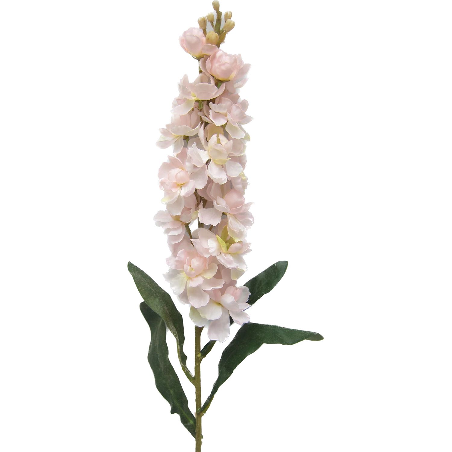 DELPHINIUM SPIKE Pink