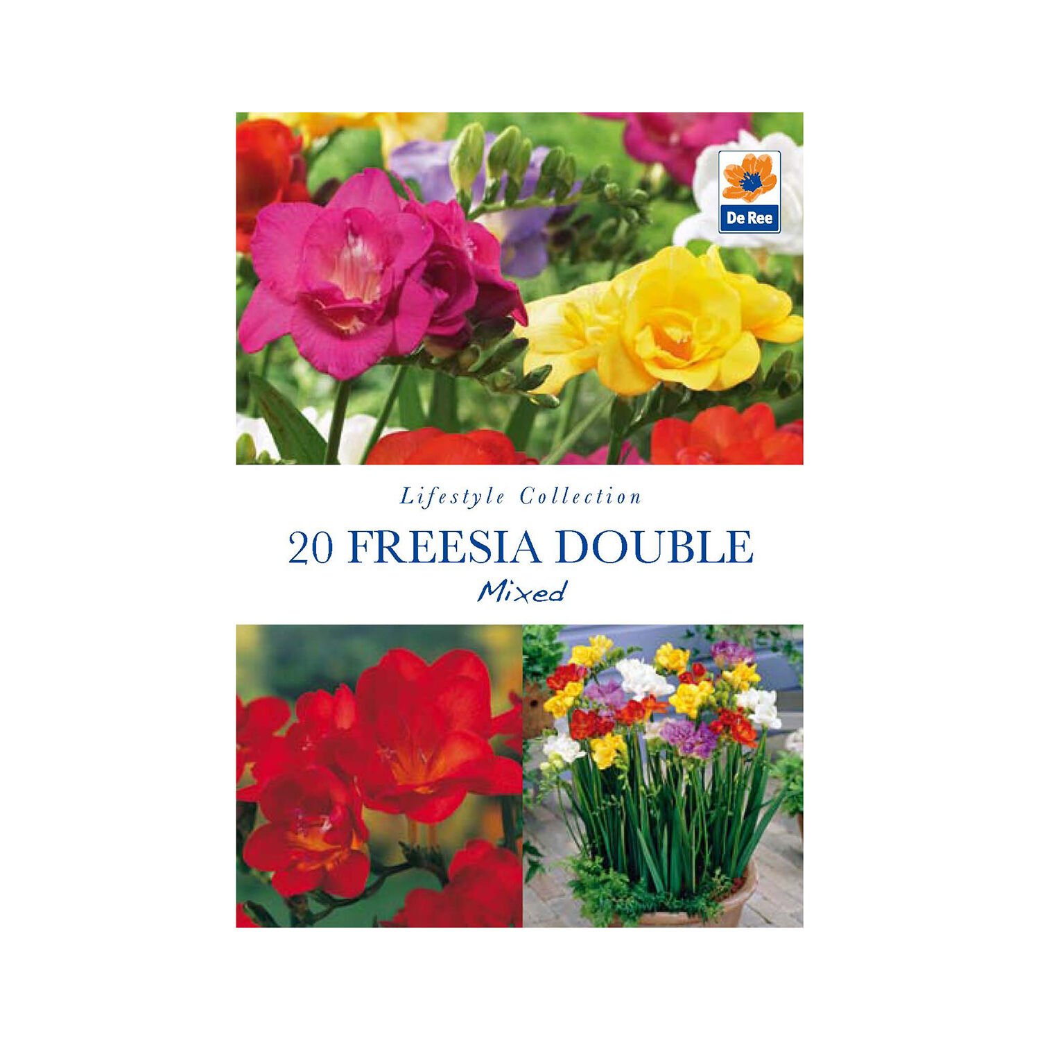 Freesia Double Mixed