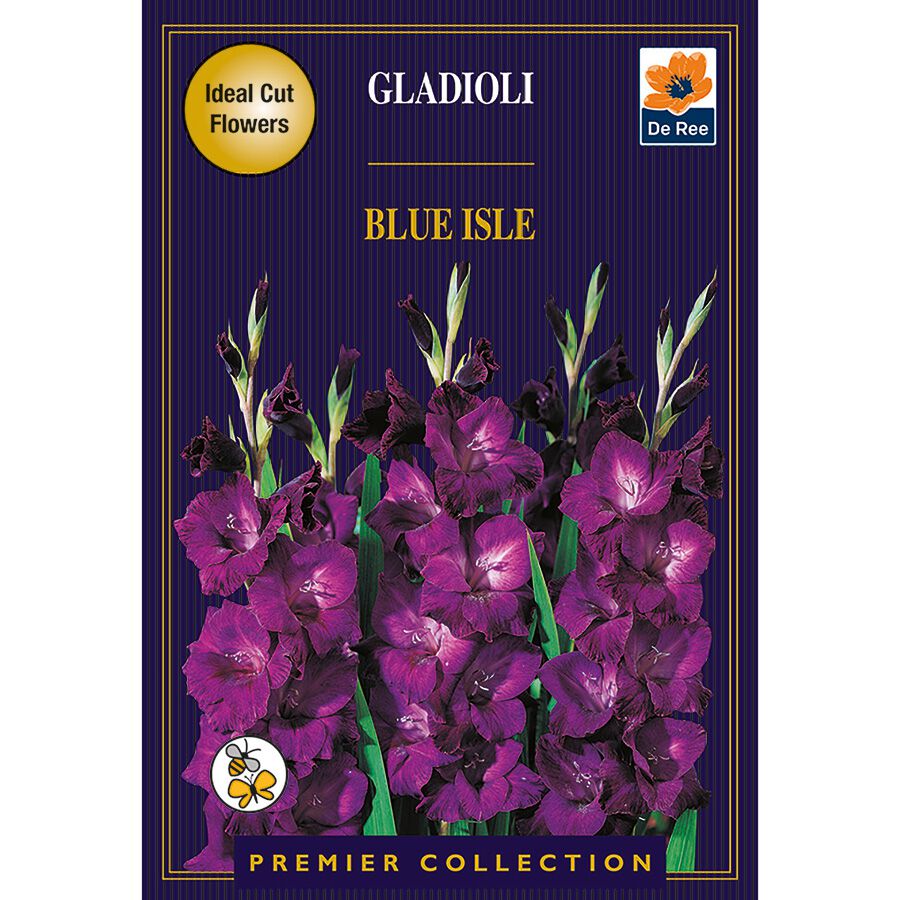 Gladioli Blue Isle