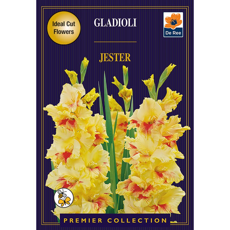 Gladioli Jester