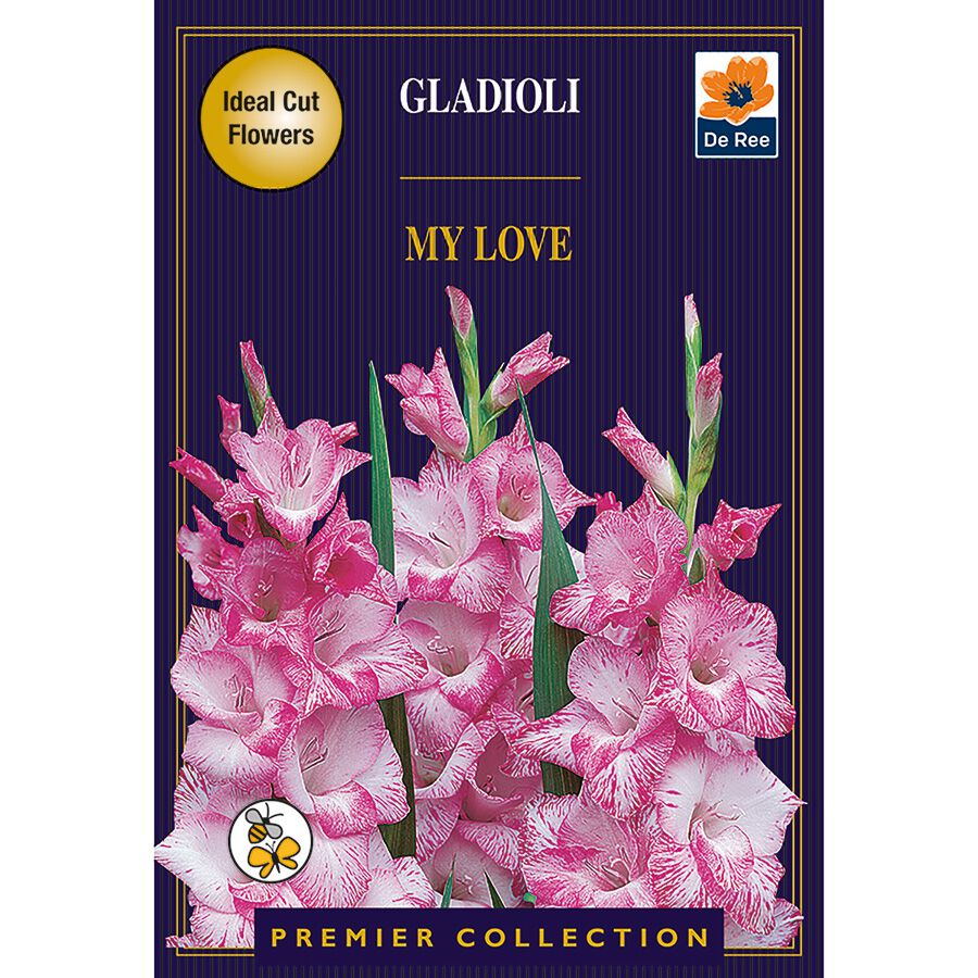 Gladioli My Love