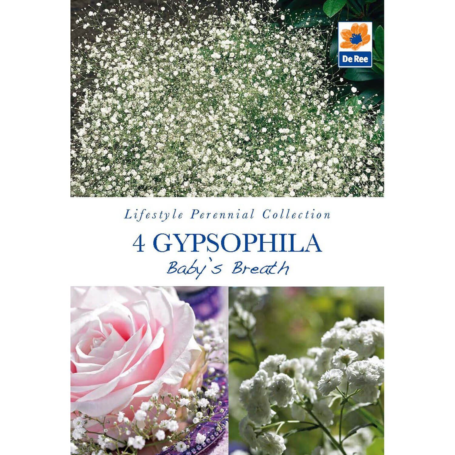 Gypsophila Baby's Breath