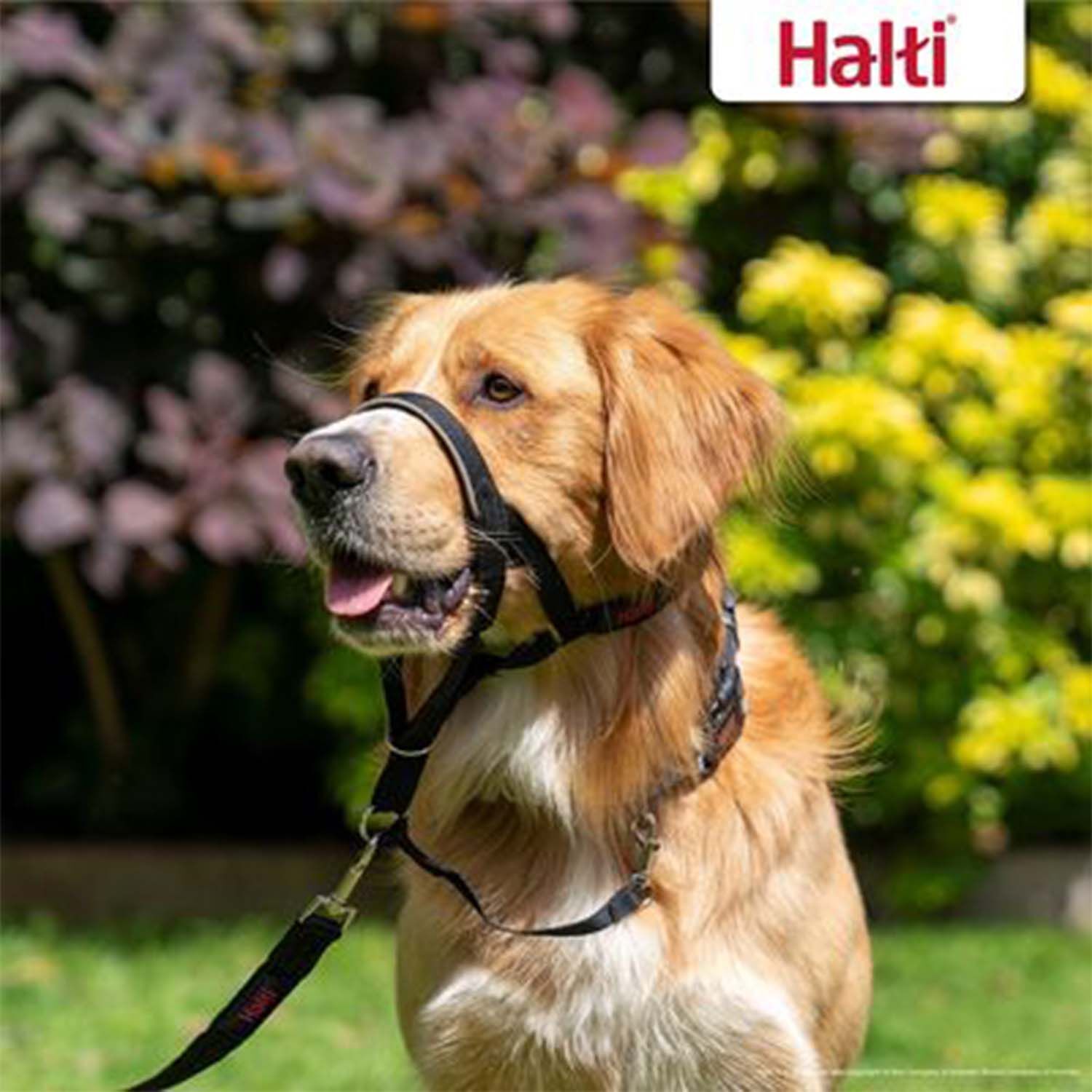 Halti Dog Headcollar Size 3 Black