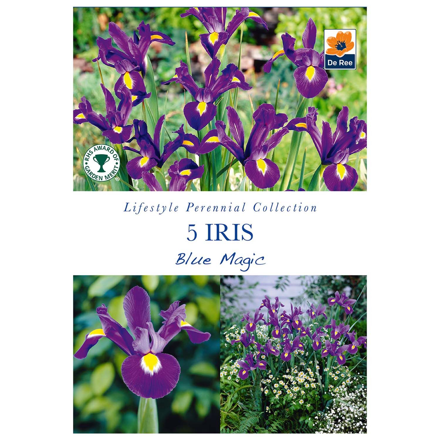 Iris Blue Magic Bulbs