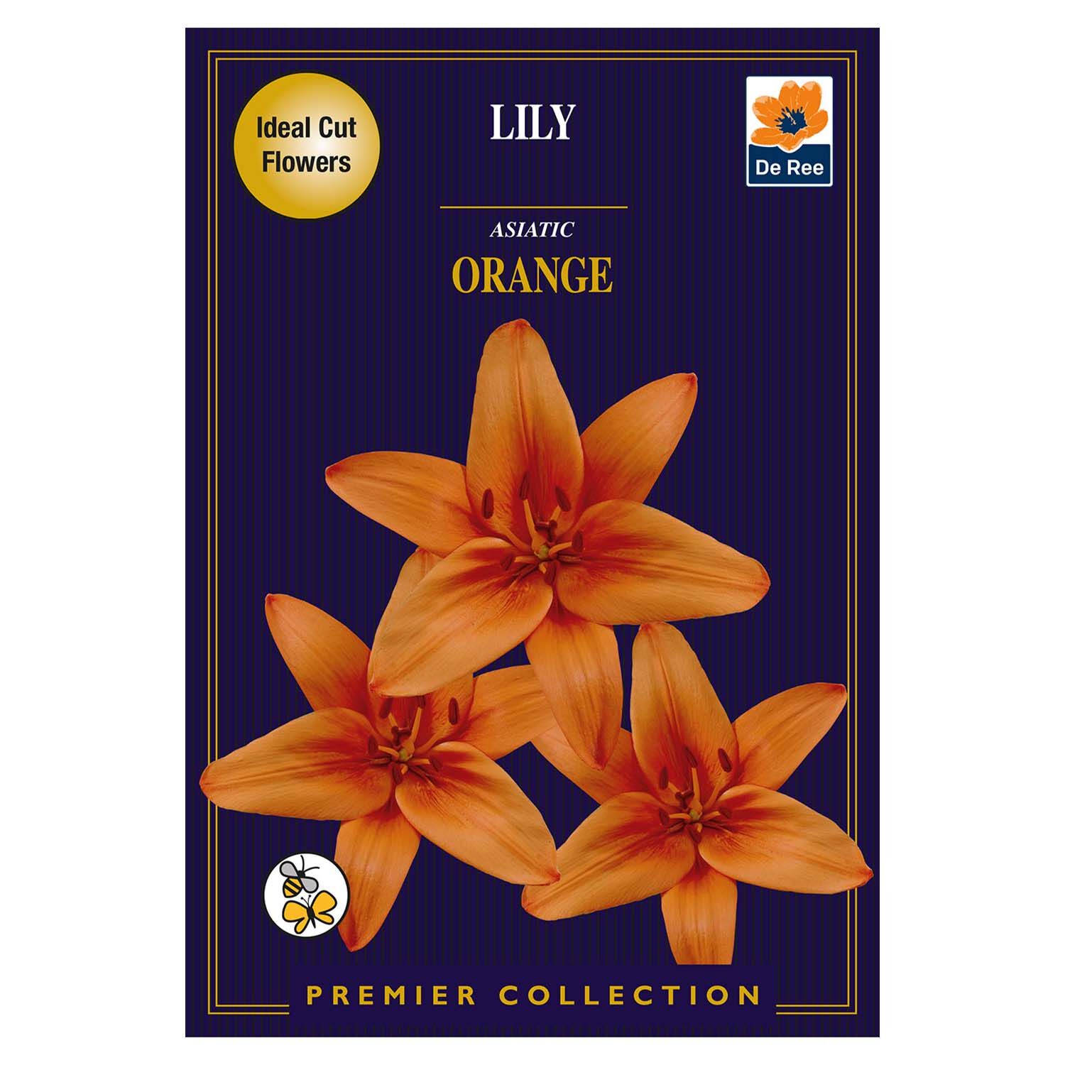 Lily Asiatic Orange