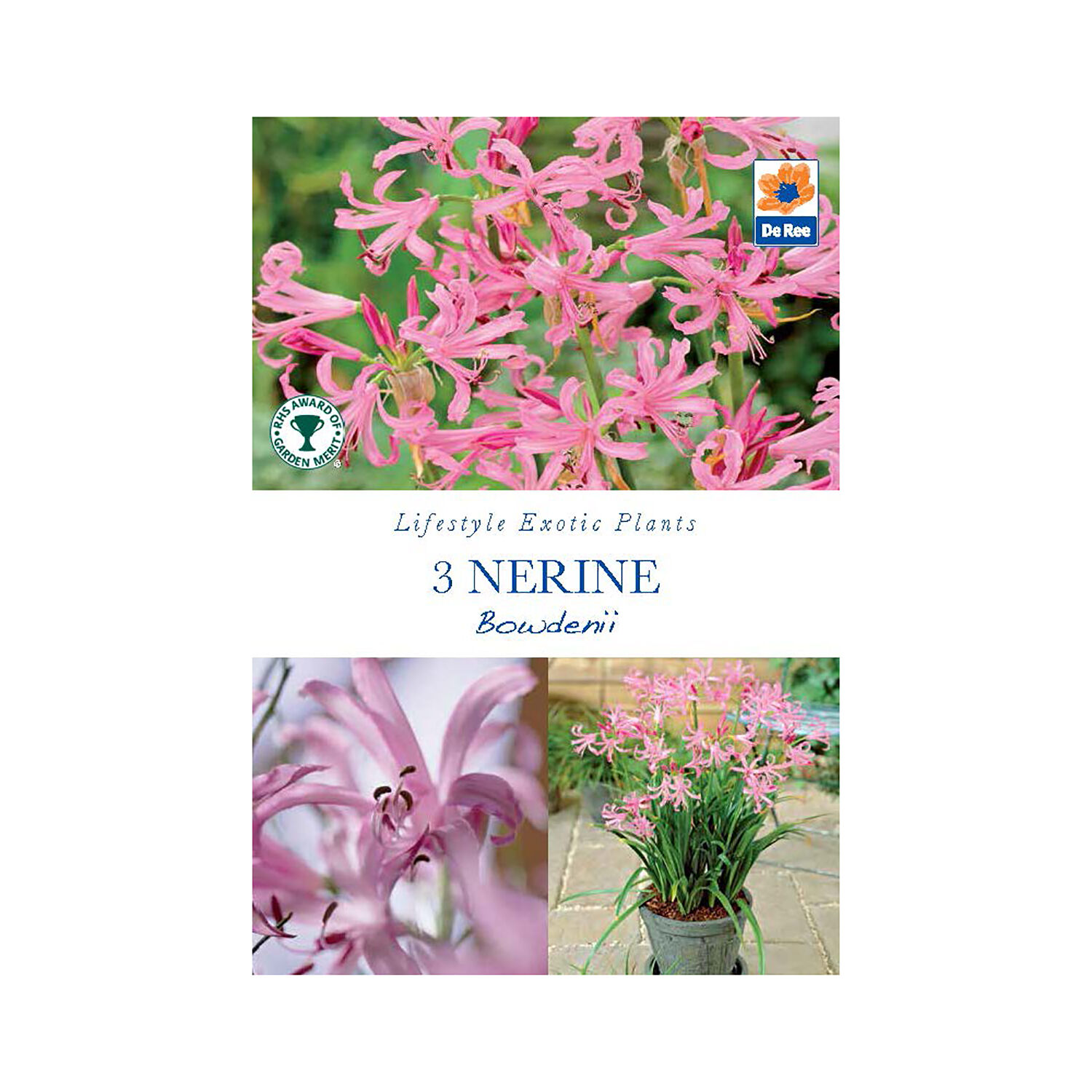 Nerine Bowdenii Flower Bulbs