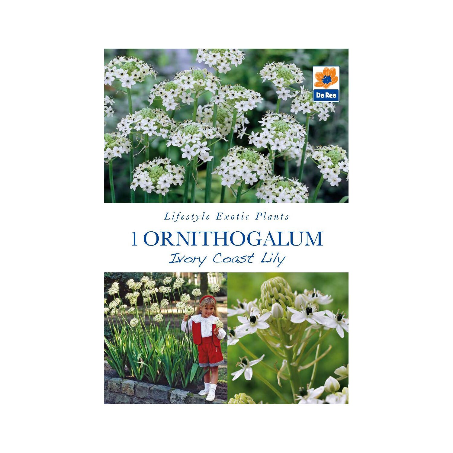 Ornithogalum Saundersaie - Ivory Coast Lily