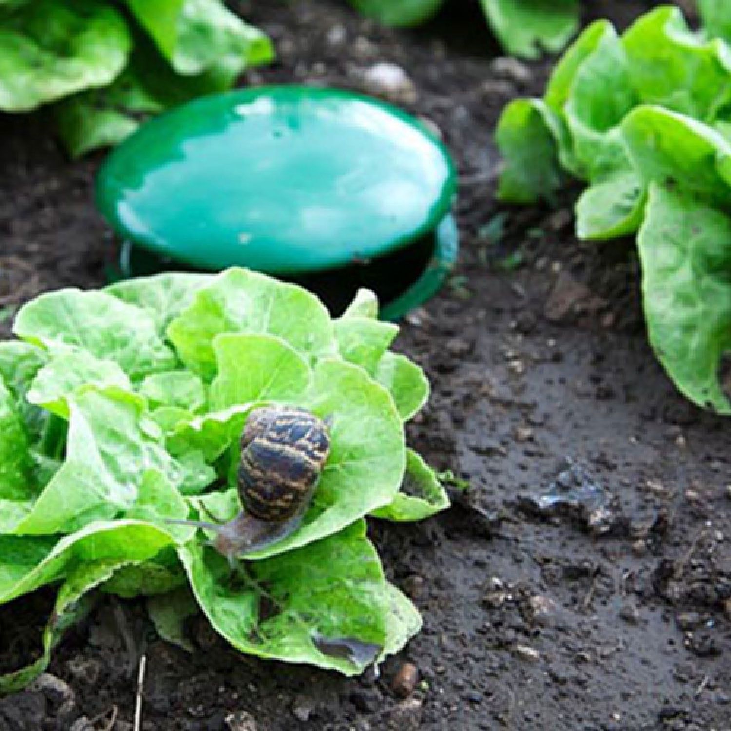 Pack Of Two Slug Traps
