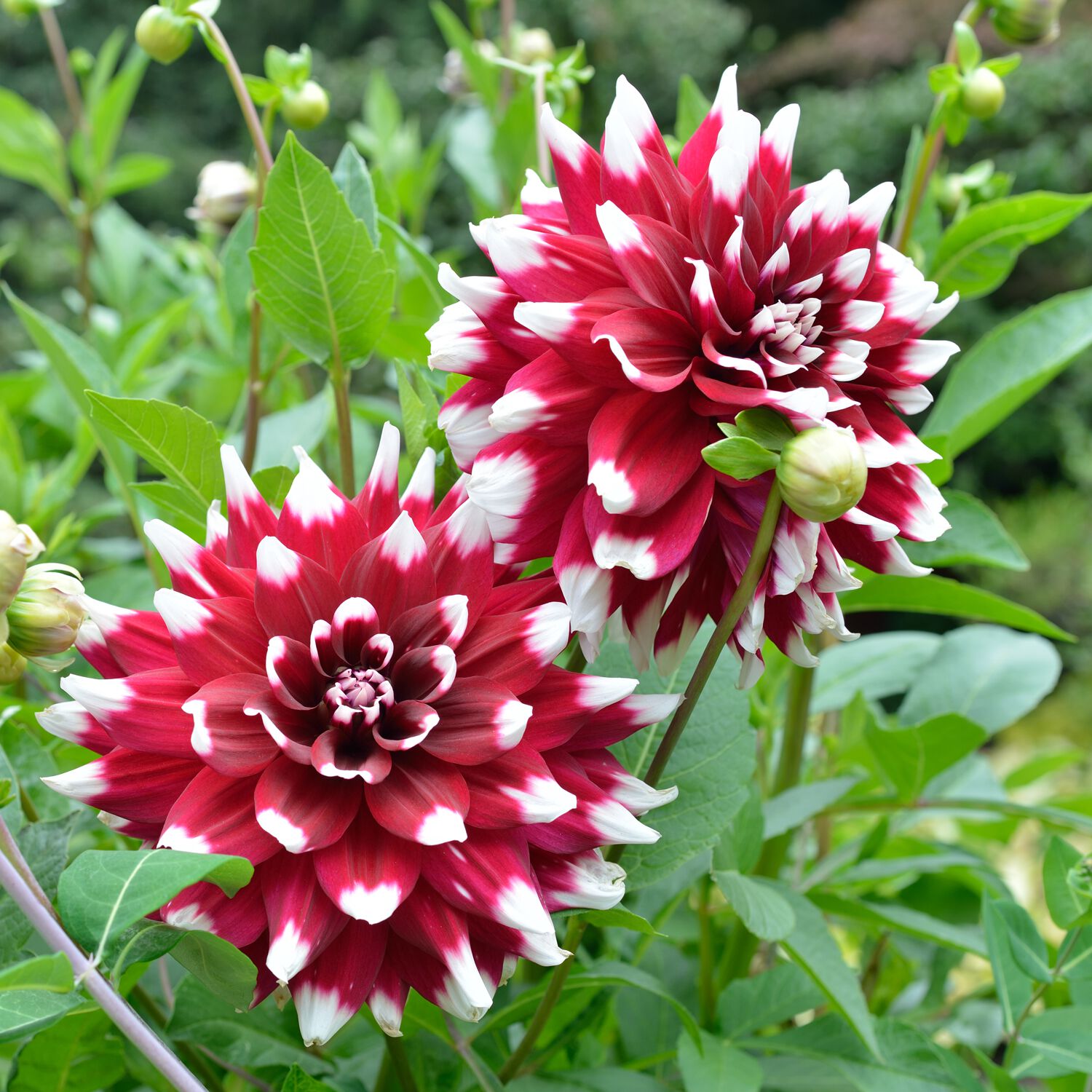 Premium Collection Dahlia Decorative Duet