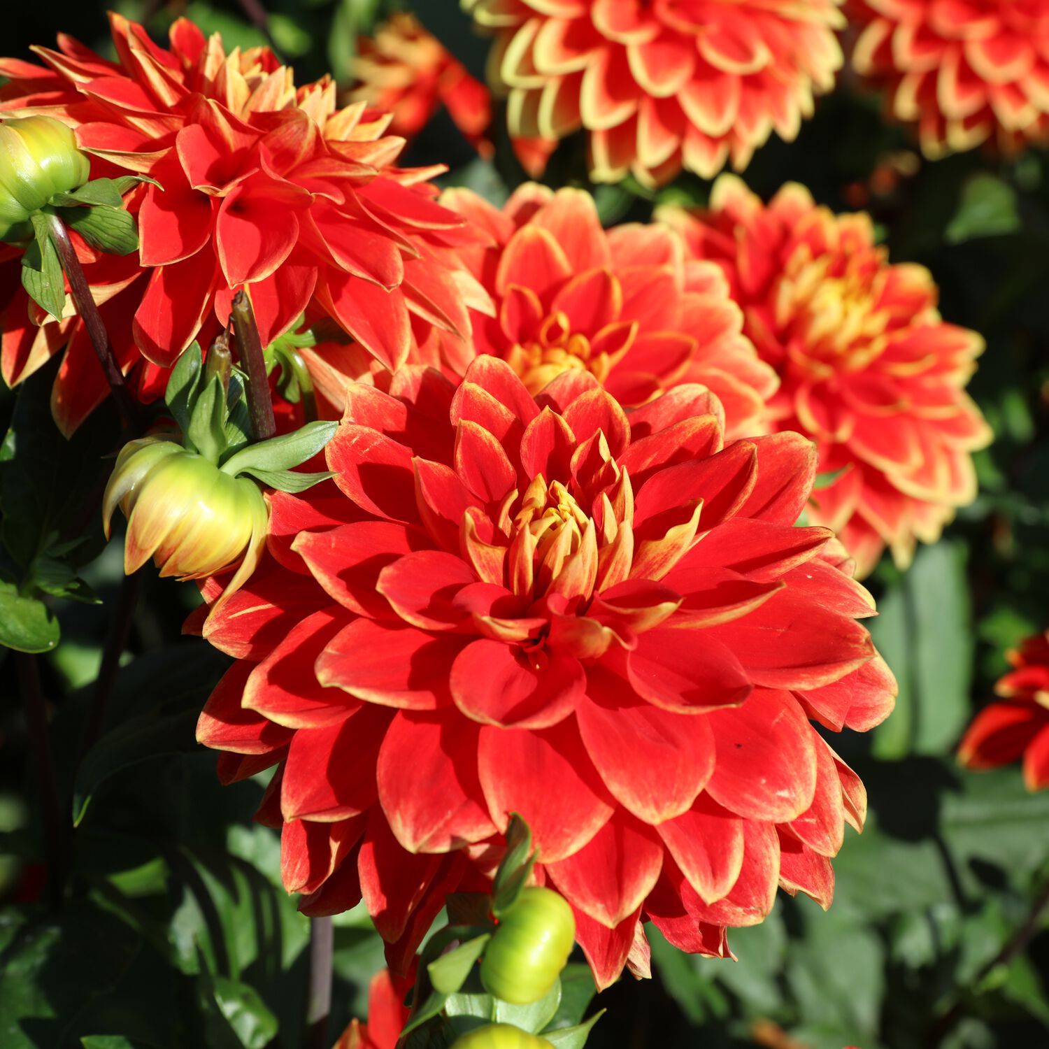 Premium Collection Dahlia Decorative Duet