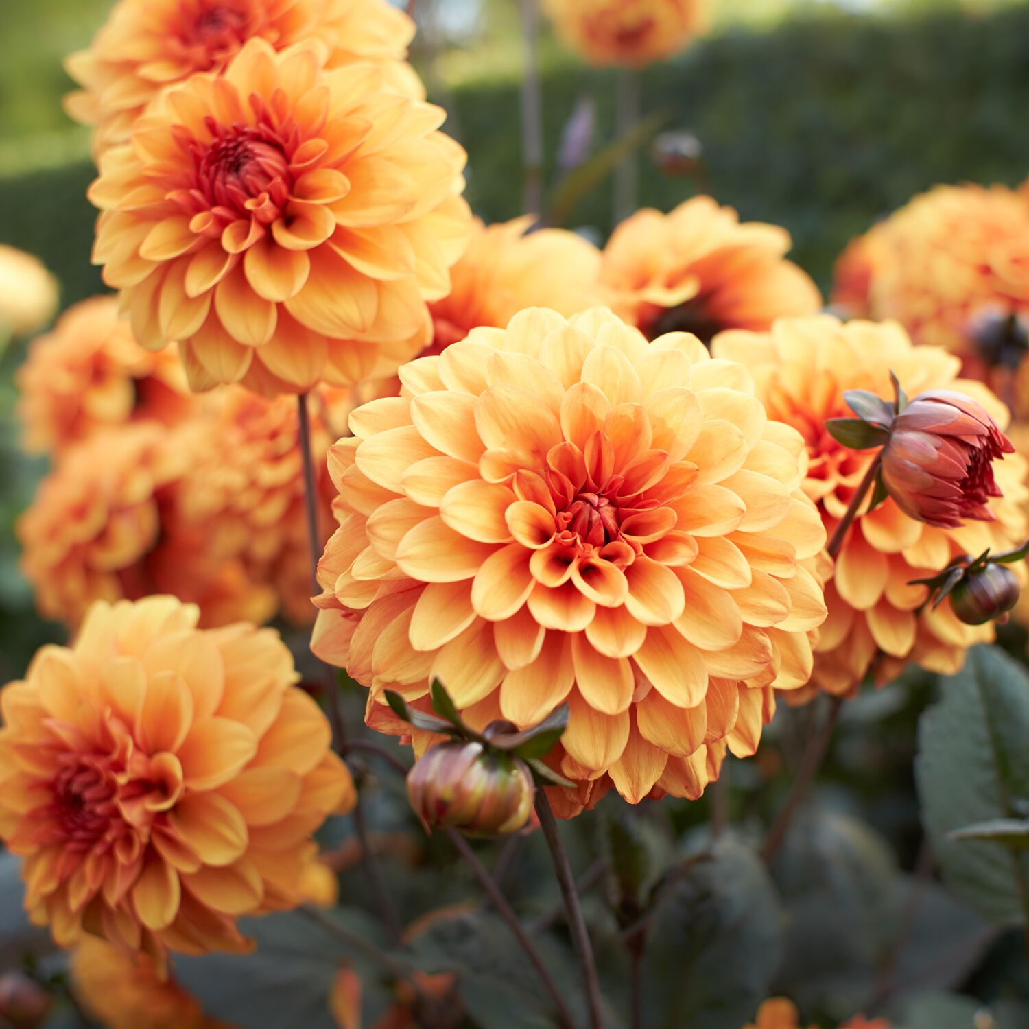 Premium Collection Dahlia Pompom Bantling