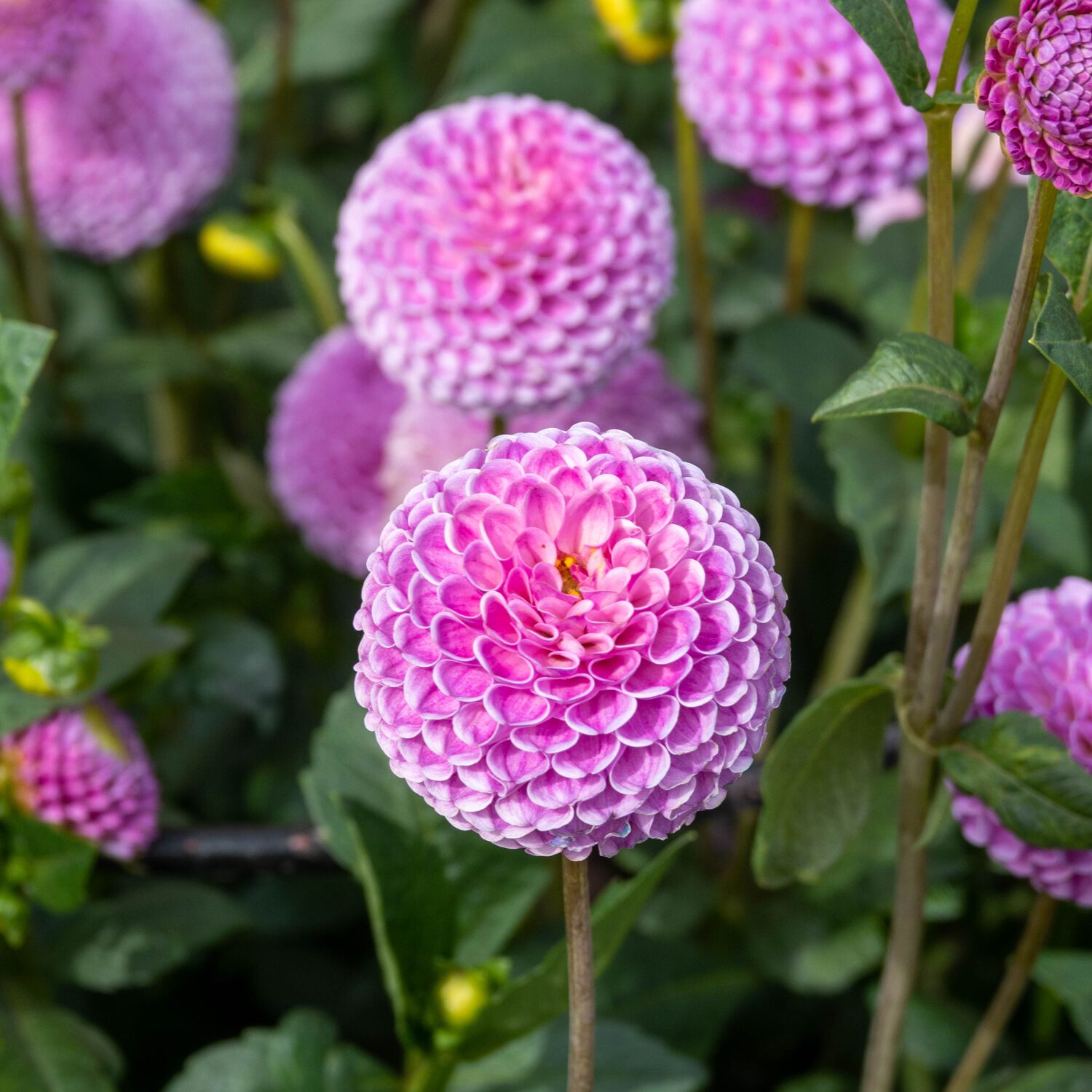 Premium Collection Dahlia Pompom Franz Kafka