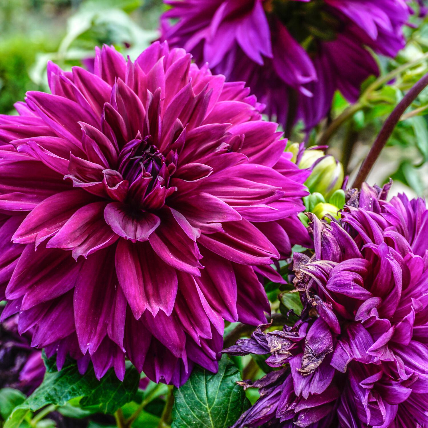 Premium Collection Decorative Lavender Perfection