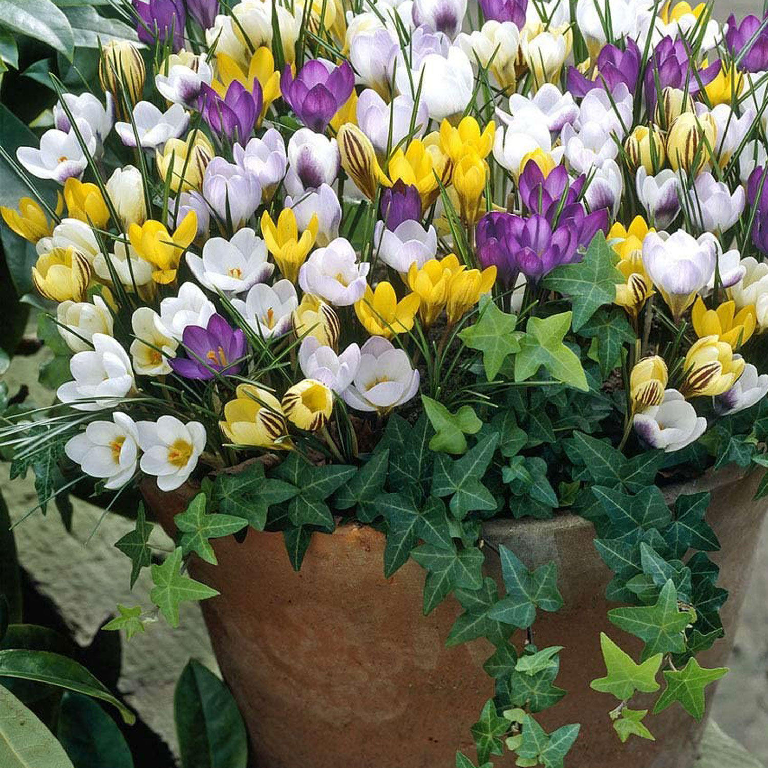 Specie Crocus Mixed