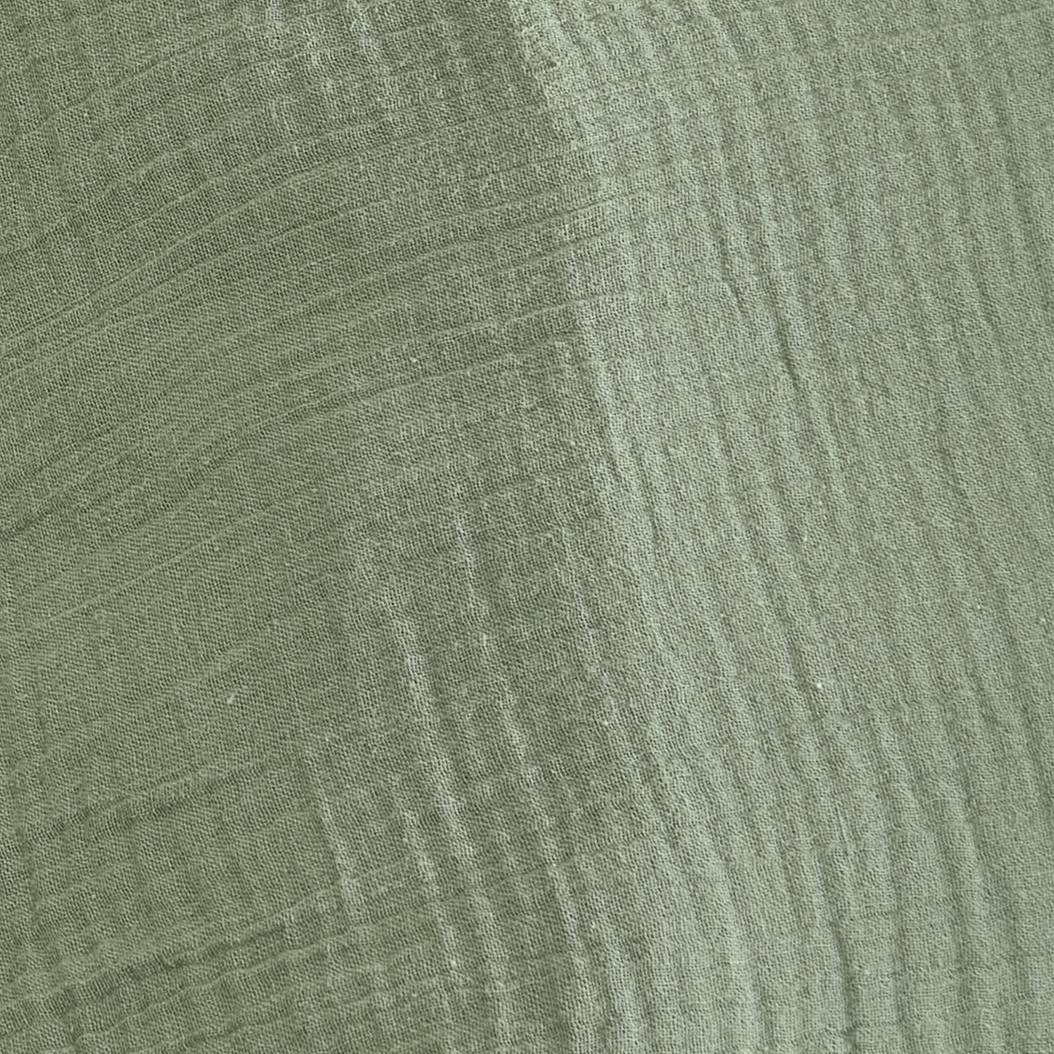 Eucalyptus